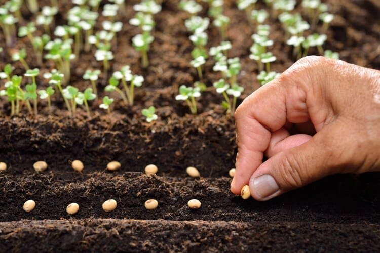 Grow Lights for Seedlings: Choose the Right Fixture