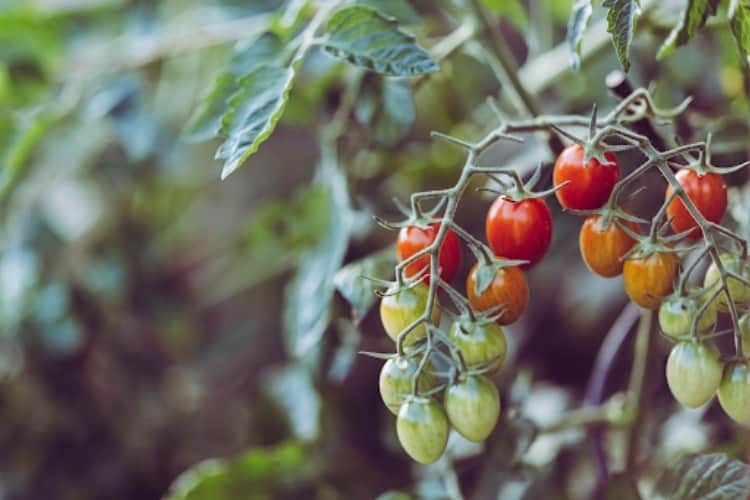 Grow Lights for Tomatoes: Seedlings vs Fruiting Plants