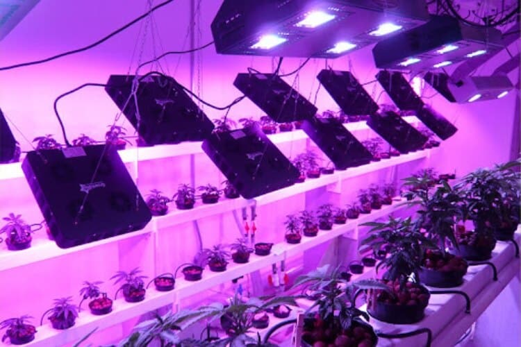 LED Grow Lights Under $100: How to Compare Options