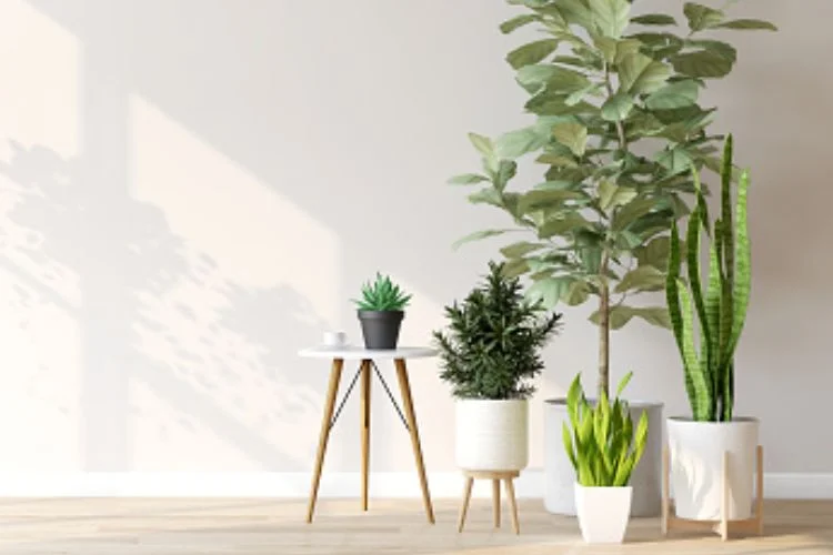 Fiddle-Leaf Fig Pots: Drainage, Size and Materials