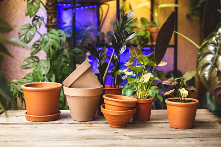 Best Pots for Monstera: Drainage, Support and Sizing