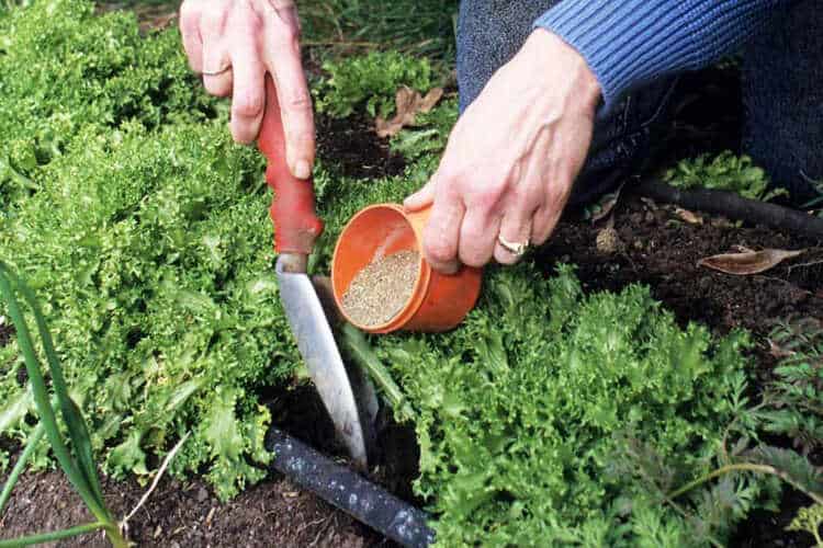 What Time Of Day Is Best To Fertilize Plants? Perfect Time