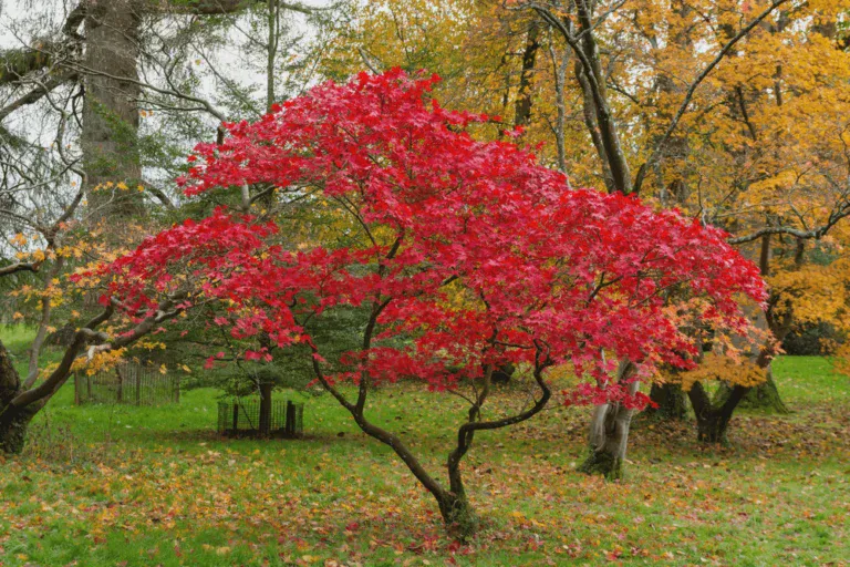 Japanese maple trees