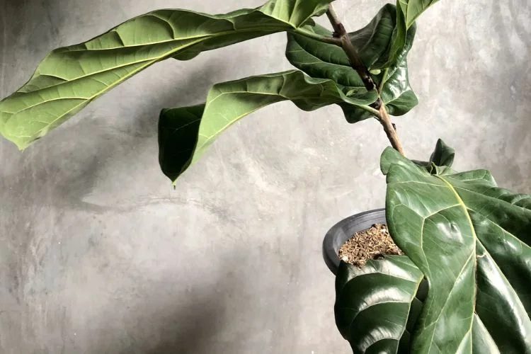 Fiddle-Leaf Fig Potting Mix: What to Look For