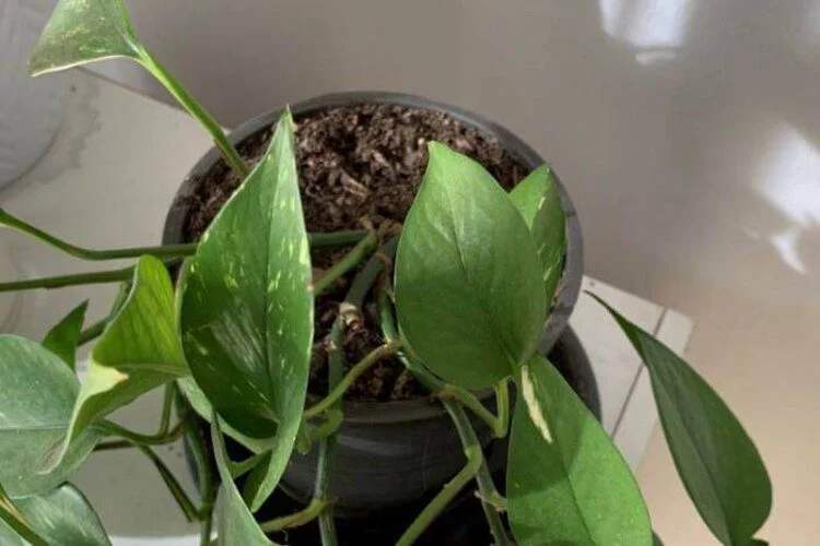 Bottom Watering Pothos: When and How to Do It