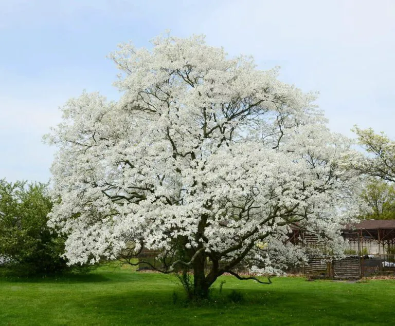 Choose a tree by its mature size