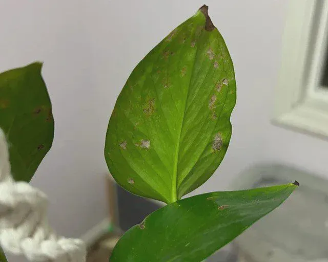 here will be brown tips or the entire leaf will turn brown.