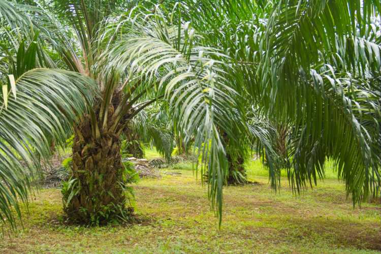 4 Best Trees For Your Garden: Enhancing Your Outdoor Space
