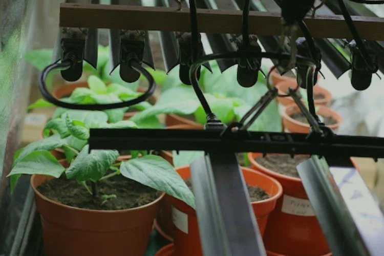 Can Grow Lights Burn Plants? Tips For Protecting