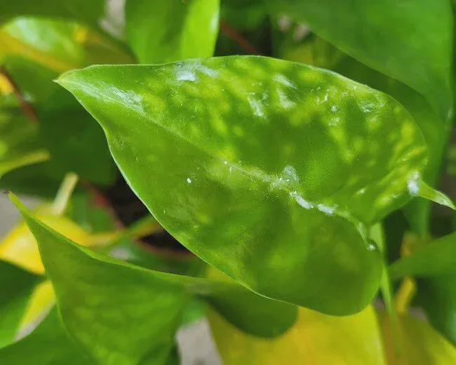Pothos leaves turning brown can be a sign of infestation