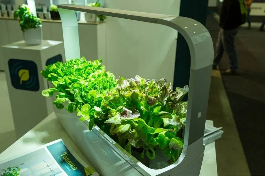 Can I Use A Regular Lamp To Grow Plants? The Answer For You