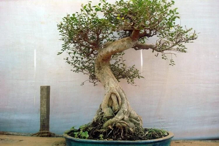 Can You Use Cactus Soil For Bonsai? Benefits & Drawbacks