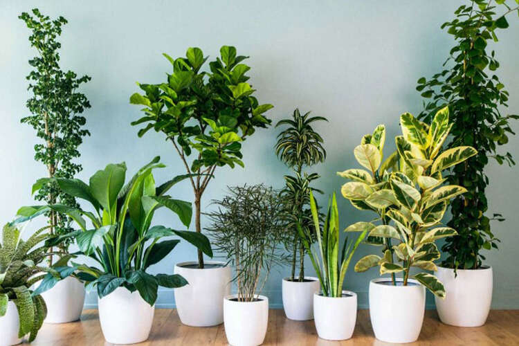 Can I Use One Fertilizer for All Plants? Expert Revealed!