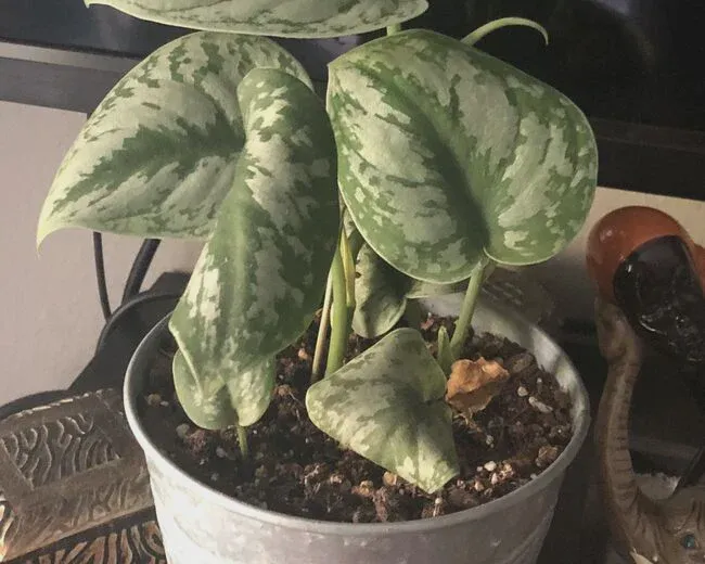 Pothos leaves can turn brown under heat stress