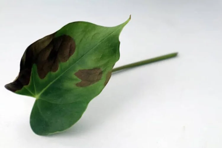 What Are Brown Spots On Monstera: How To Save Your Plant?