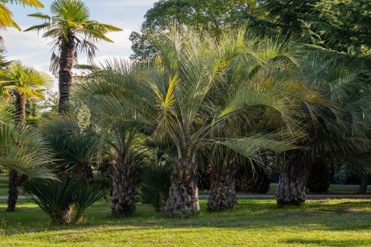 Can I Use Palm Fertilizer On Other Plants? Things You Need To Know