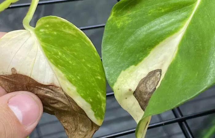 Pothos plants may suffer from external damage