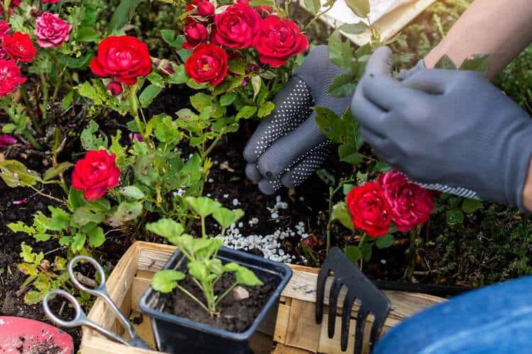 Can Rose Fertilizer Be Used On Other Plants? Nutrient Secret
