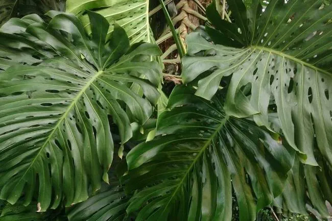 Monstera leaf is drooping