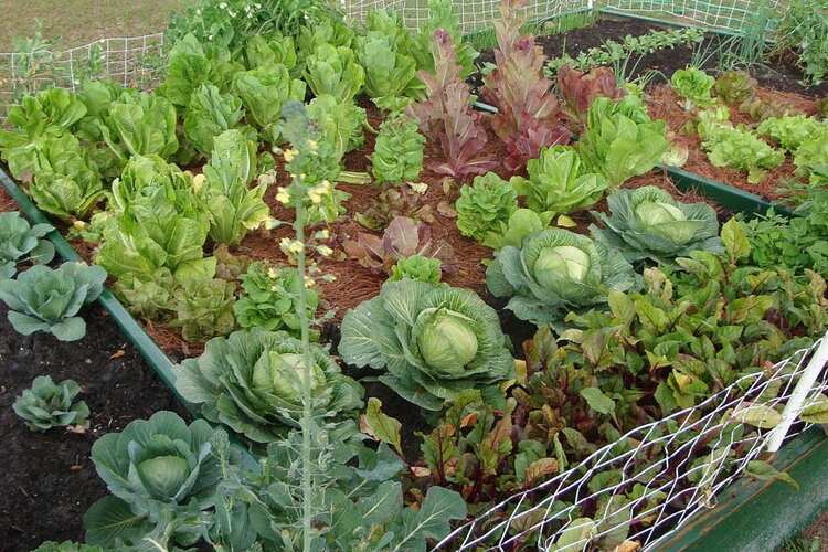Can Lawn Fertilizer Be Used On Vegetables? Experts Revealed