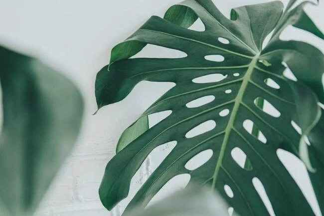 Pay close attention to the plant’s unusual signs