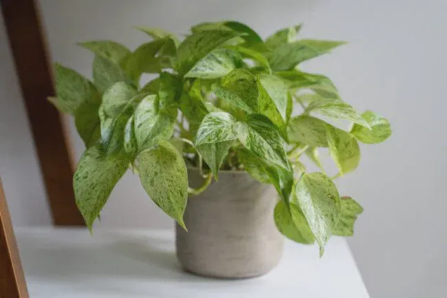 Don’t try to keep the plant out in the wintertime.