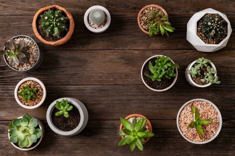 Can You Use Cactus Soil For Other Plants? Surprise Answer