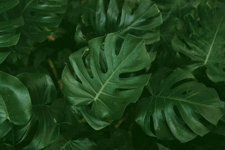 Can Monstera Live Outside? Answer Reveal