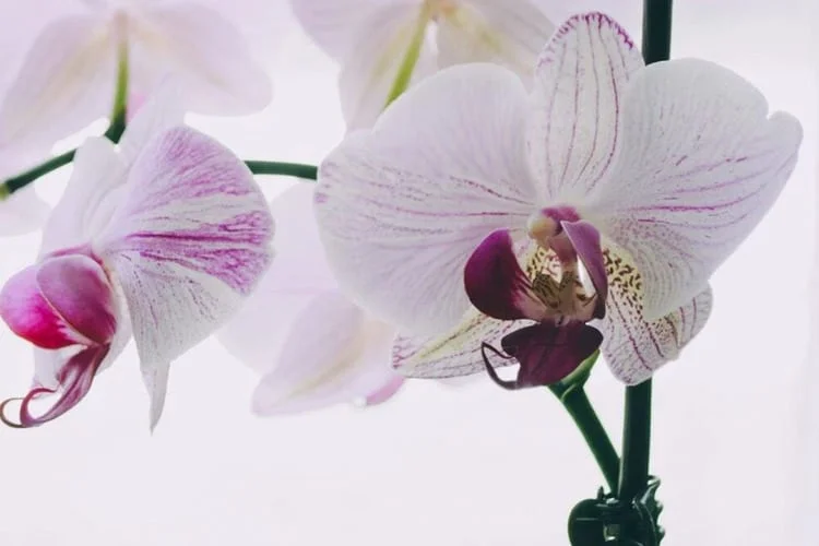 Can I Use Orchid Fertilizer On Other Plants? – The Answer Here
