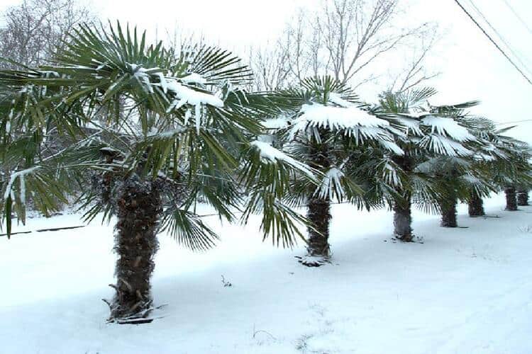 Can You Fertilize Palm Trees in Winter? Reasons & Tips