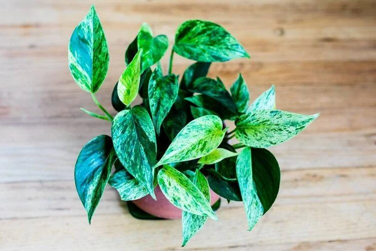 Can Pothos Live Outside? Climate, Light and Safety
