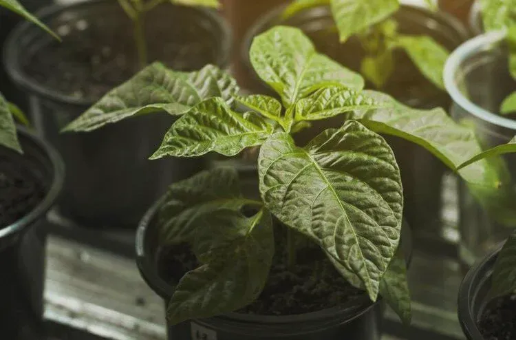 What Happens If You Leave Grow Lights On 24 Hours A Day?