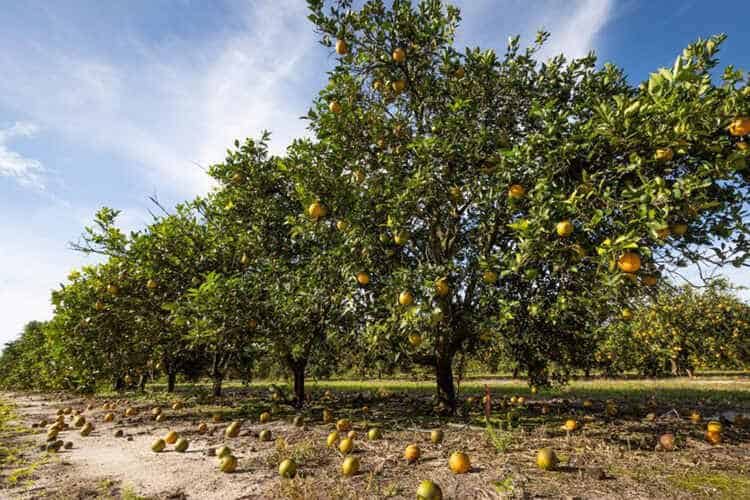 Can You Over Fertilize Citrus Trees? Unveiling the Dangers