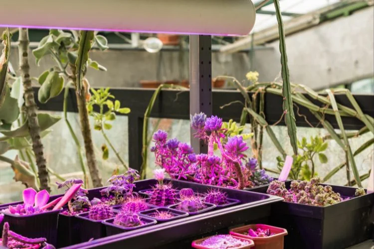 Can You Leave Grow Lights On 24 Hours a Day? Fact Or Myth