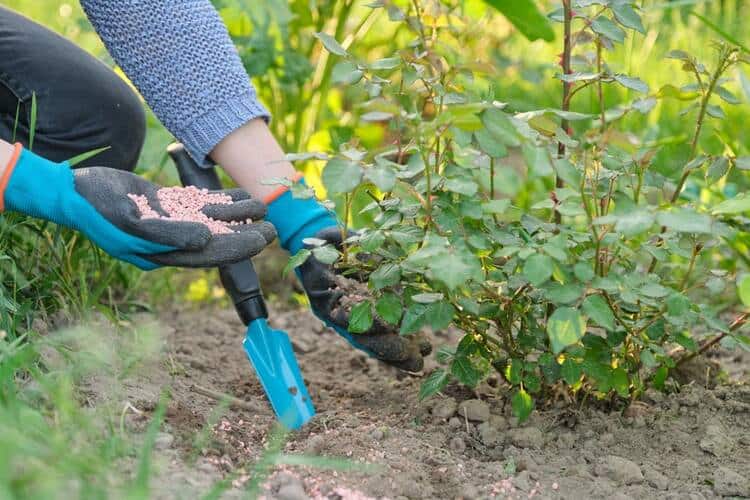 Can You Over Fertilize Roses? Risk To Burn Your Roses