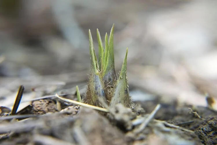 Can You Use Bamboo Fertilizer On Other Plants? (Answer)