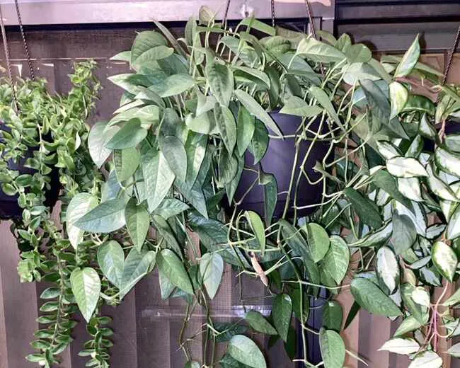 beautiful trailing vine for home decoration