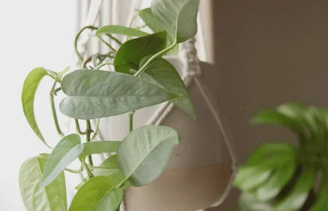 Propagation generates more plants from old ones, making them affordable indoor plants for gifting.