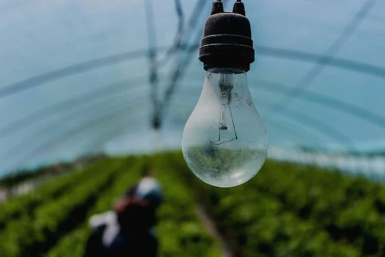 Can You Use Regular Light Bulbs As Grow Lights? Ideal Use