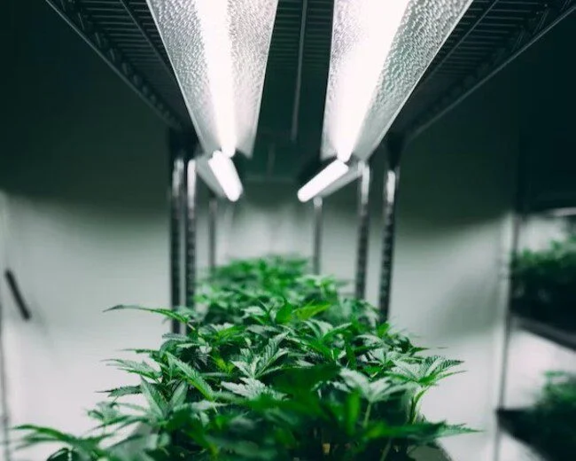 CMH Vs LED: Which Is Best Grow Lights?