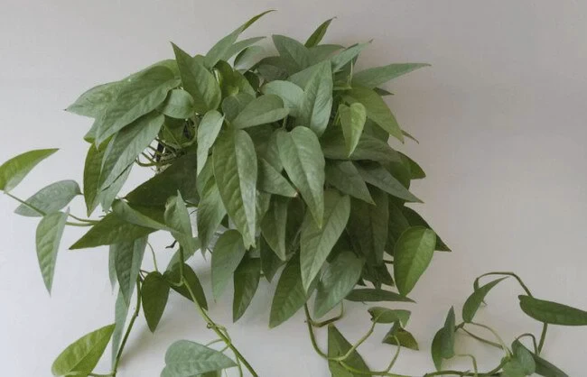 pothos not growing