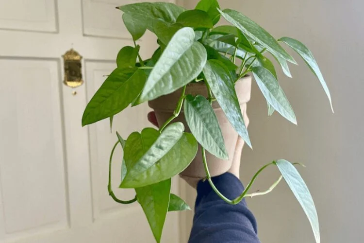 Cebu Blue Pothos Care: Leaves, Light and Climbing
