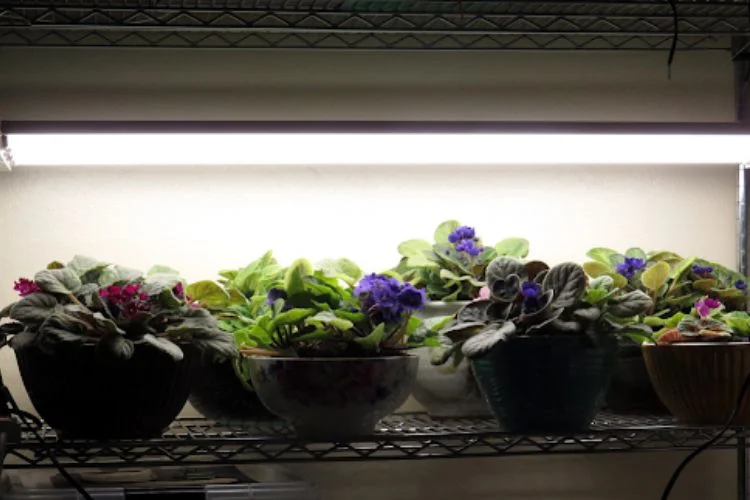 Do Fluorescent Lights Help Plants Grow? Its Pros And Cons
