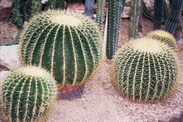 Does Cactus Need Direct Sunlight? Your Answer Is Here
