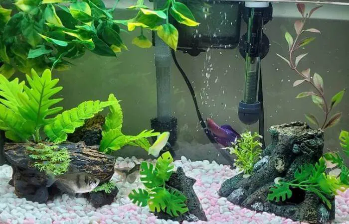 Pothos plants survive indefinitely in water