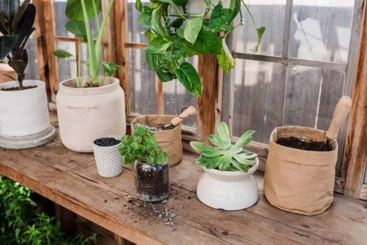 Does Pothos Need Drainage Holes? Pot and Soil Guide