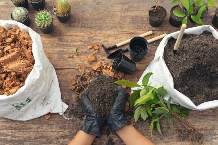 Does Potting Soil Go Bad? 3 Signs To Know
