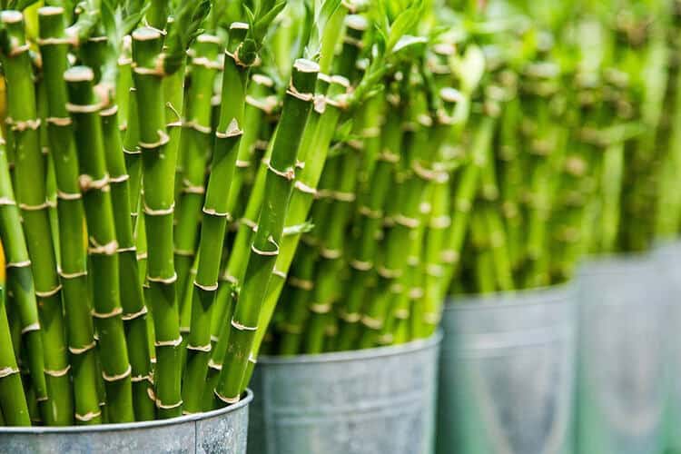 Does Potted Bamboo Need Fertilizer? Behind Its Lush Green