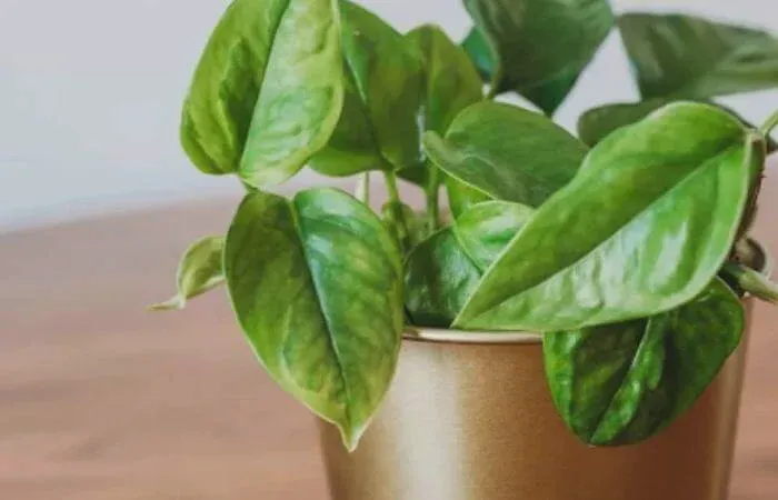 Emerald Pothos features numerous heart-shaped leaves