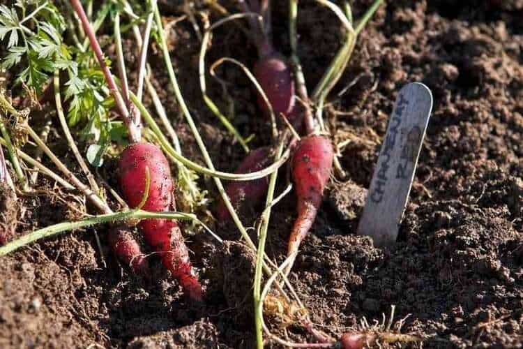 Fertilizing Sweet Potatoes: What Is The Best Fertilizer?
